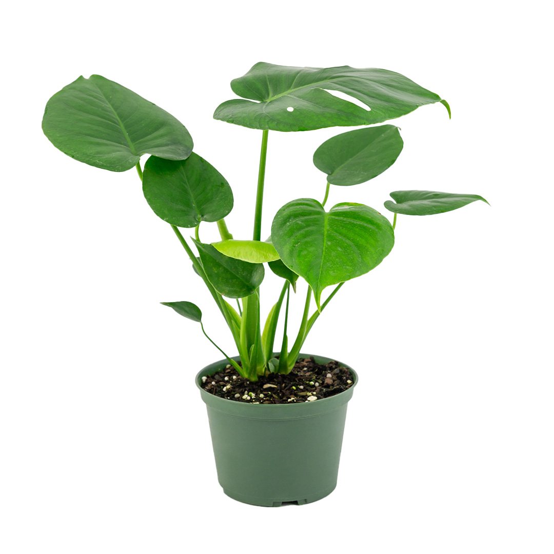Monstera Deliciosa